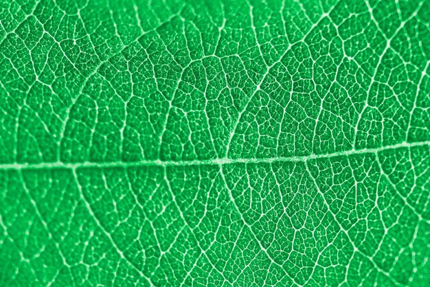 Textura de folha verde macro com belo relevo de planta fecha foto macro de natureza pura