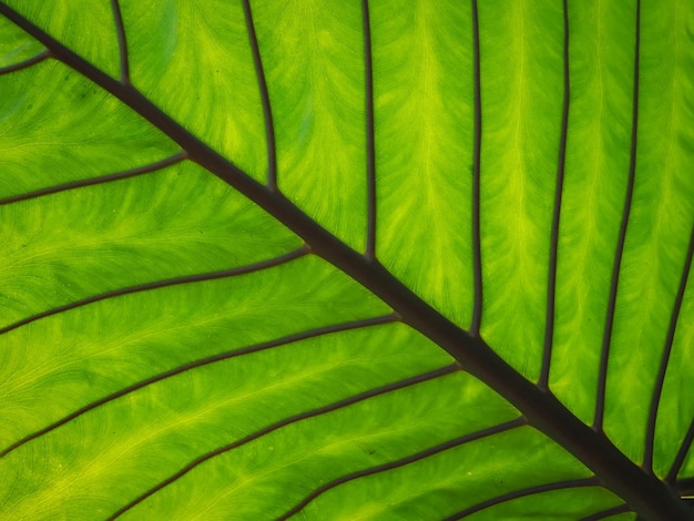 Foto textura de folha verde para fundo natural