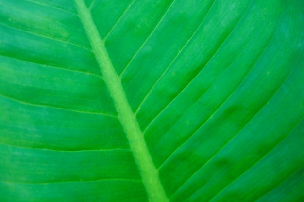 Textura de folha verde para o fundo