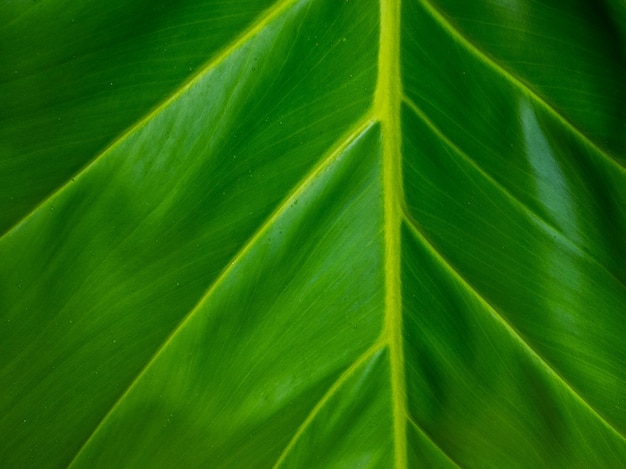 Textura de folha verde / textura de folha de fundo / cópia espaço