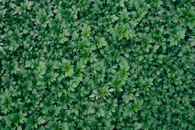 Foto textura de folha verde, textura de folha tropical e fundo de folha escura.
