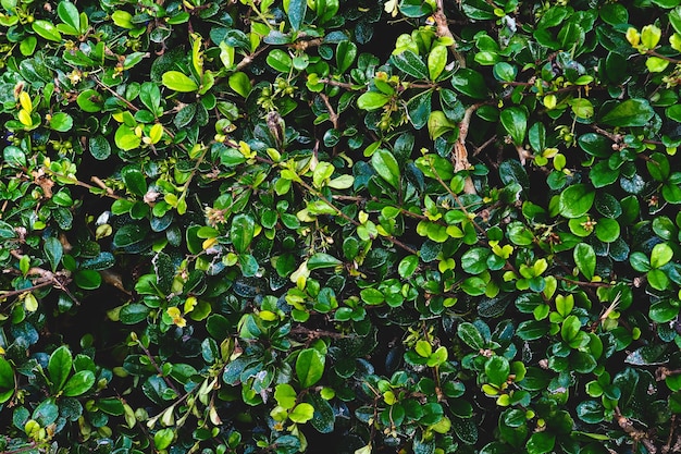 Textura de folha verde