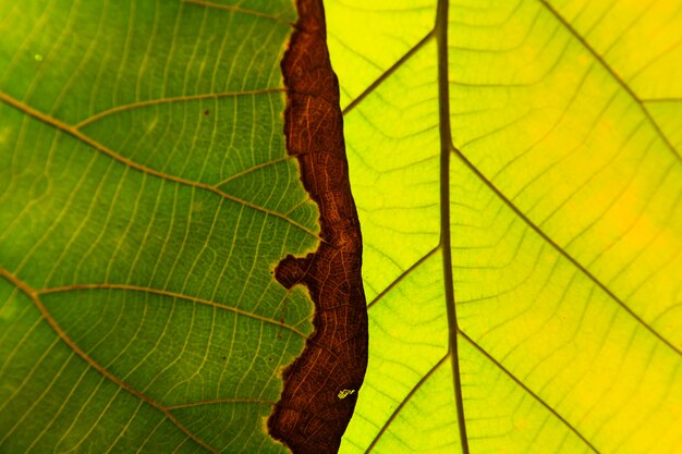Foto textura de folha verde