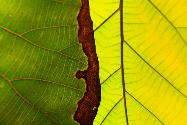 Textura de folha verde