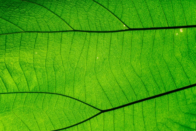 Textura de folha verde