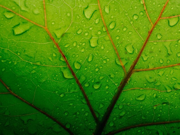 Textura de folha verde