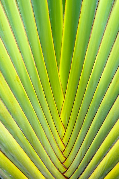 Textura de folha verde