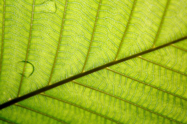 Textura de folha vermelha - closeup