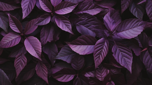 Foto textura de folhagem com padrão de violeta escura