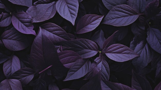 Foto textura de folhagem com padrão de violeta escura