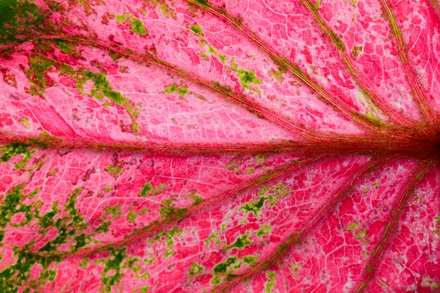 Textura de folhas bicolor rosa e verde caladium