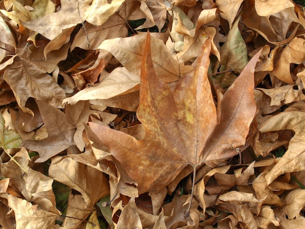 Textura de folhas caídas