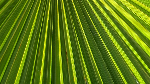 Textura de folhas de palmeira com sombra e folhas de palmeira claras de cores verdes e amarelas tropicais