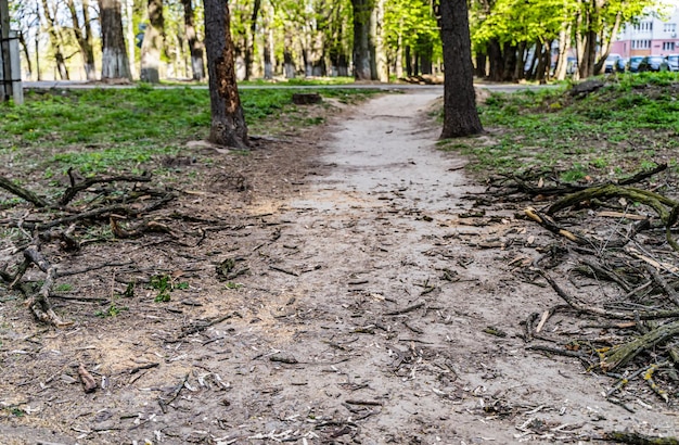 Textura de folhas e paus secas à terra Fundo de construção Conceito de natureza Vista recortada