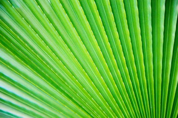 Textura de folhas tropicais verdes brilhantes.