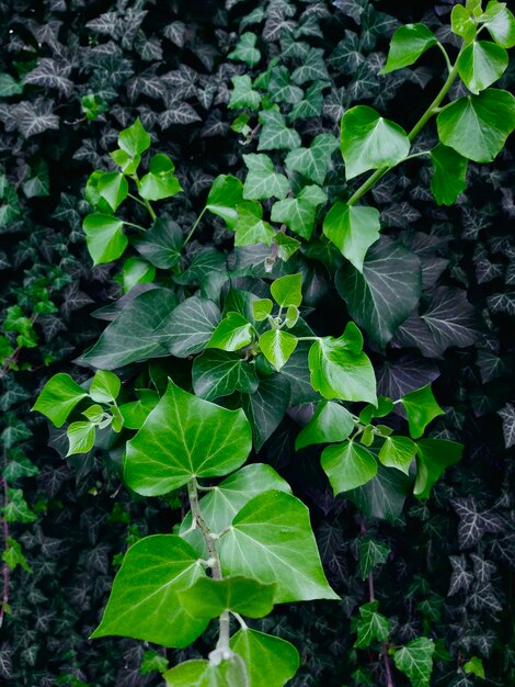 Textura de folhas verdes de Hera na parede. Instantâneo natural de folhagem verde para papel de parede, plano de fundo