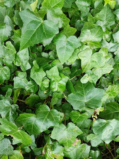 Textura de folhas verdes de plantas