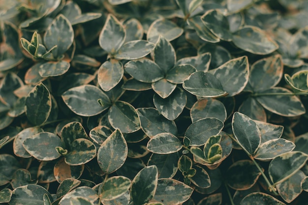 Textura de folhas verdes. Planta primavera.