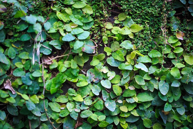 Textura de folhas verdes rastejantes Fundo natural parede verde