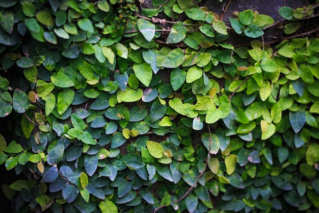Textura de folhas verdes rastejantes fundo natural parede verde