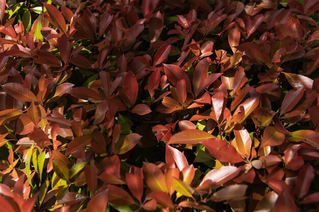 Textura de folhas vermelhas de uma planta à luz do sol