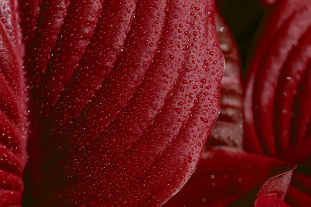 Textura de folhas vermelhas fechar