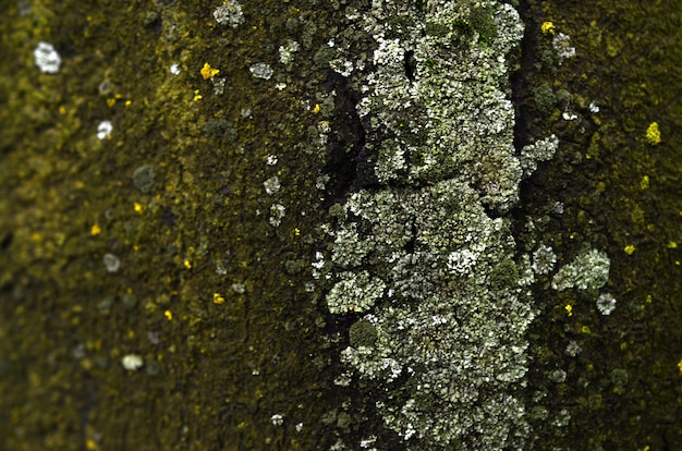 Textura de formação de fungo verde na casca de uma velha árvore em uma estação de inverno úmido