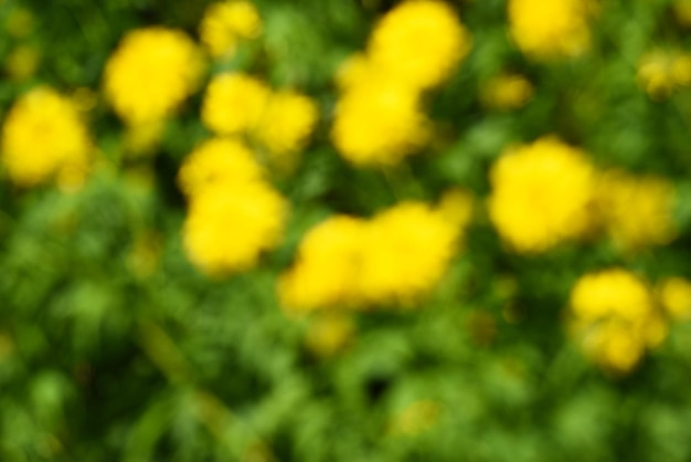 textura de fundo abstrato verão de flores amarelas no jardim. Bokeh amarelo fora de foco