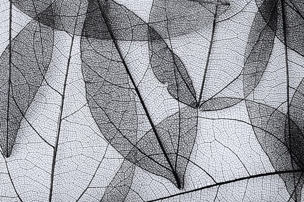 Foto textura de fundo com close da estrutura de fibra de folhas secas ramos de folhas de esqueletos