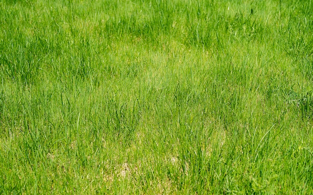 Textura de fundo de campo de grama verde. fundo de textura de grama verde, gramado verde, quintal para plano de fundo, textura de grama, gramado verde, textura de gramado do parque