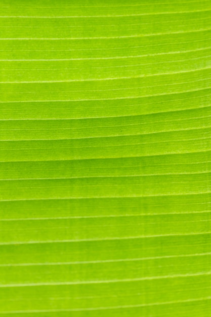 Textura de fundo de folha verde fresco de luz de fundo