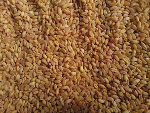 Textura de fundo de grão de trigo