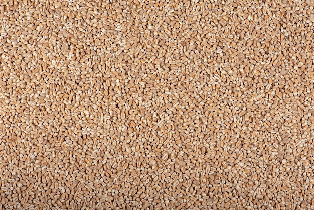 Textura de fundo de grãos de trigo para design de trigo seco de tamanho grande para impressão de banner ou embalagem
