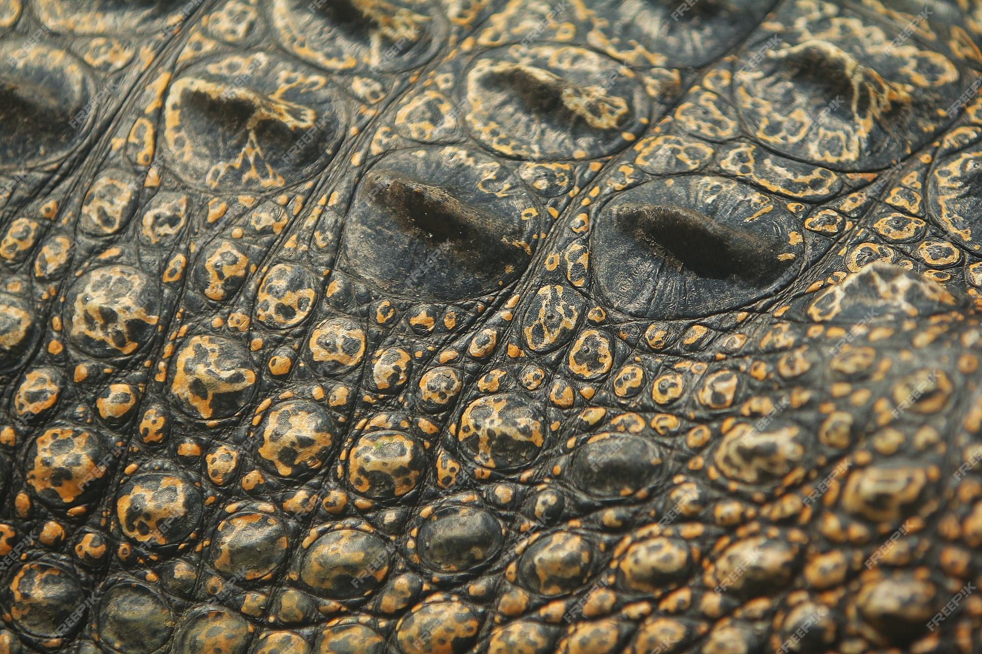 Teste Padrão Vivo Da Pele Do Crocodilo Do Corpo Vivo Para O Fundo Imagem de  Stock - Imagem de marrom, bonito: 102459471