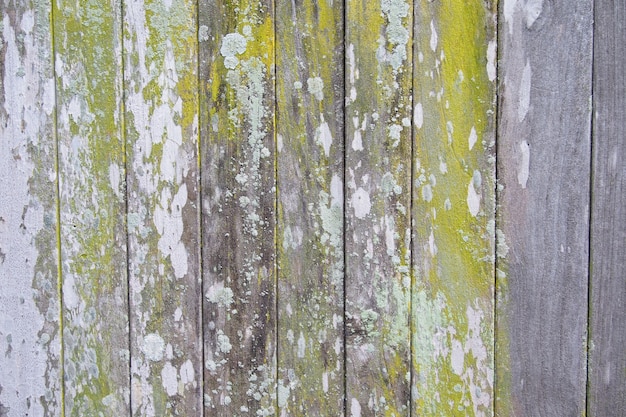 Textura de fundo de madeira velha com musgo verde
