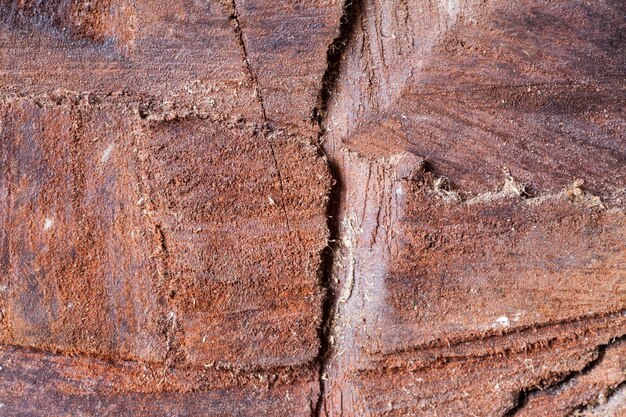 Textura de fundo de madeira velha