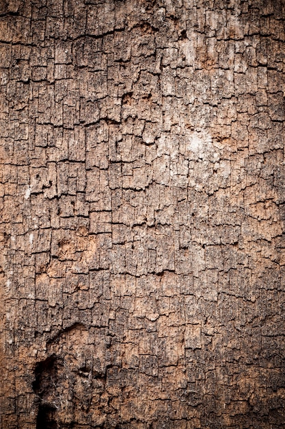 Textura de fundo de madeira velha.