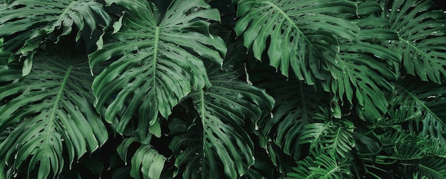 Textura de fundo de monstera de folha verde