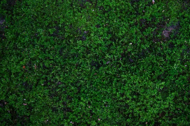 Textura de fundo de musgo de fundo de vegetais lindos na natureza com espaço de cópia