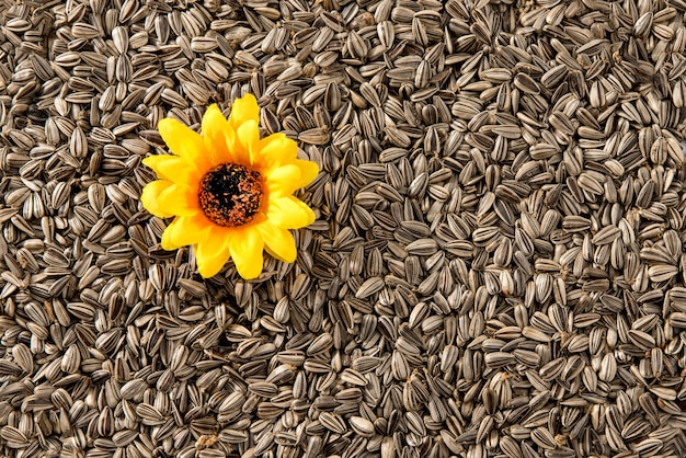 Foto textura de fundo de sementes de girassol com uma flor.