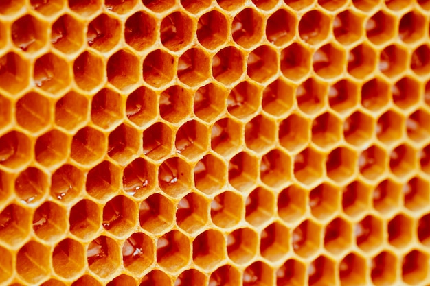 Textura de fundo e padrão de uma seção de favo de mel de cera de uma colmeia cheia de ouro
