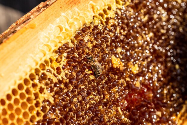 Textura de fundo e padrão de uma seção de favo de mel de cera de uma colméia cheia de produtos de abelhas douradas pelo conceito de ingredientes naturais orgânicos
