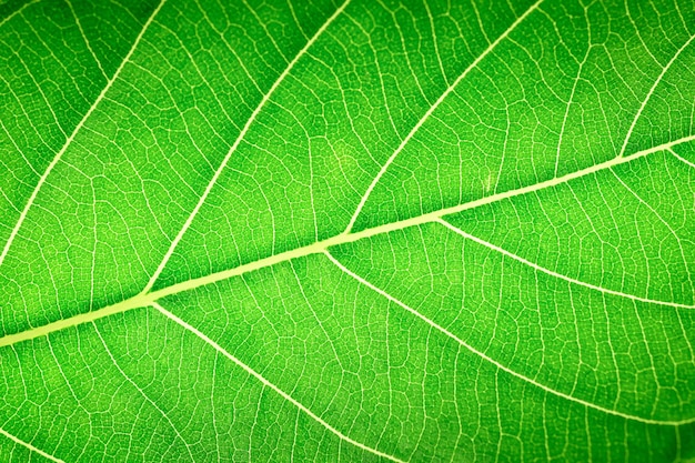 Textura de fundo extremamente próxima de nervuras de folhas verdes retroiluminadas textura de folha como fundo