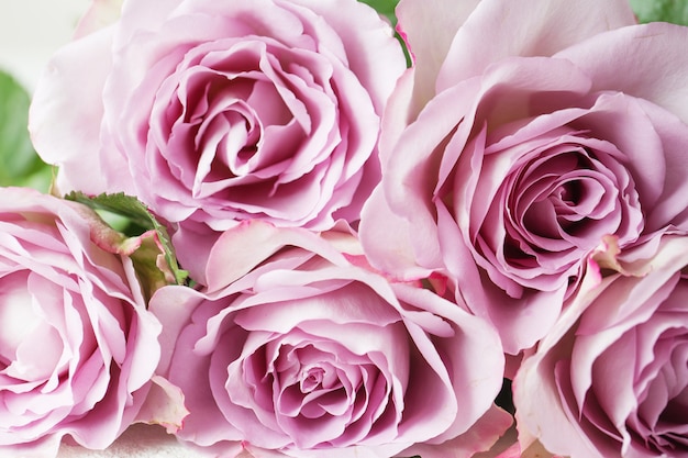 Textura de fundo floral de rosas roxas