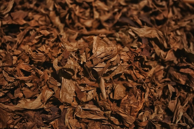 textura de fundo folhas de tabaco secas, folhas amarelas para fumar, produção de charutos, fábrica de tabaco
