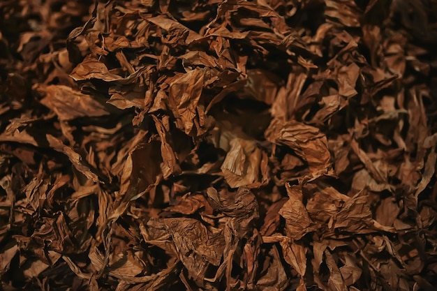 textura de fundo folhas de tabaco secas, folhas amarelas para fumar, produção de charutos, fábrica de tabaco