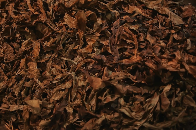 textura de fundo folhas de tabaco secas, folhas amarelas para fumar, produção de charutos, fábrica de tabaco