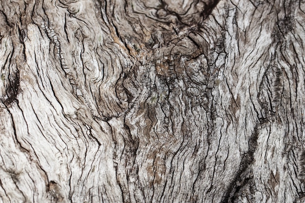 Textura de fundo natural de madeira velha