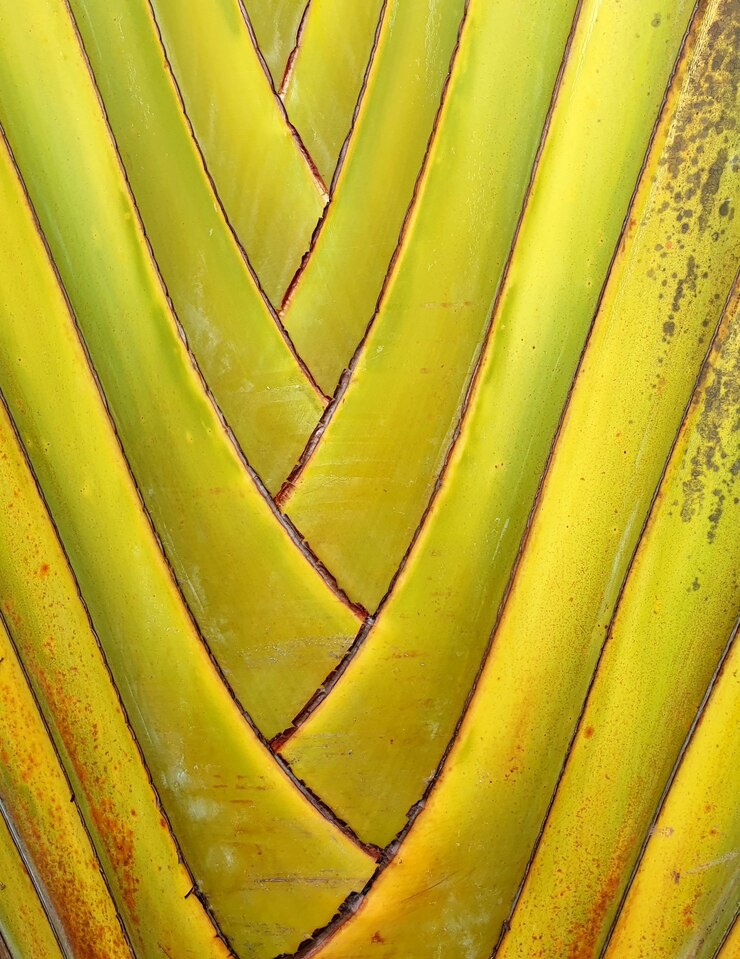 Foto textura de fundo verde de tronco ravenala bananeira