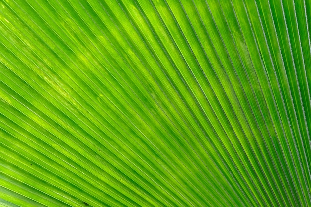 Textura de fundo verde folha de palmeira